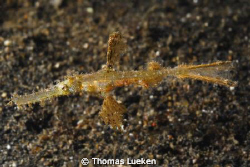 found in Lembeh; D200 by Thomas Lueken 